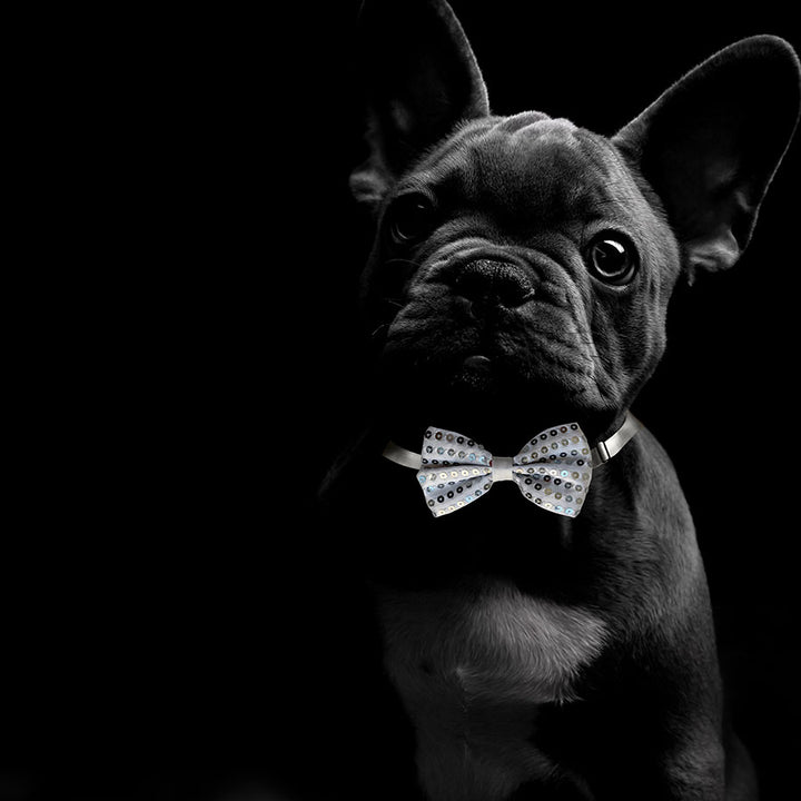 Stella contenente Profumo e Papillon