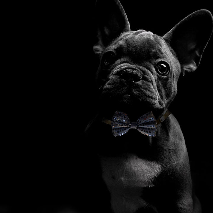 Stella contenente Profumo e Papillon